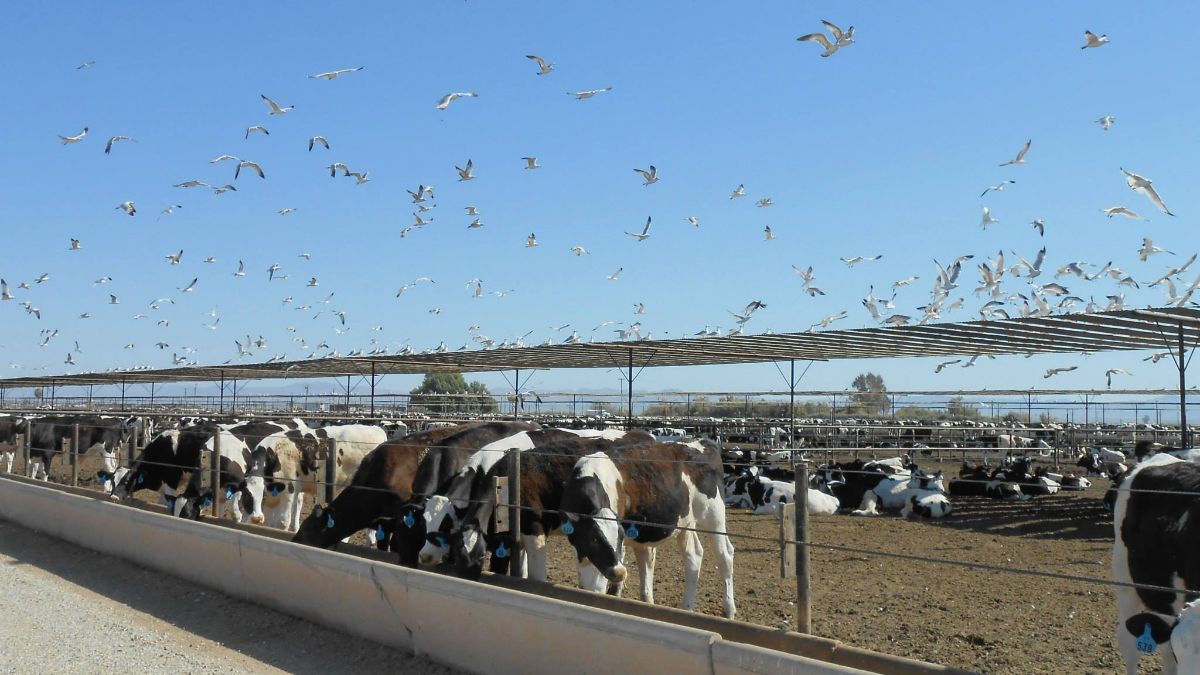 (+) Op mens overdraagbare vogelgriep vastgesteld in de VS