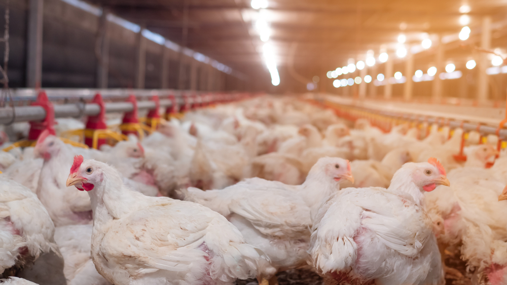 Opheffen van de zones vogelgriep gaat op dit ogenblik door zoals gepland