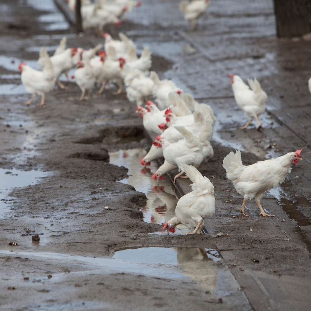 Ophokplicht in België blijft uit ondanks toenemende uitbreiding H5N8-virus