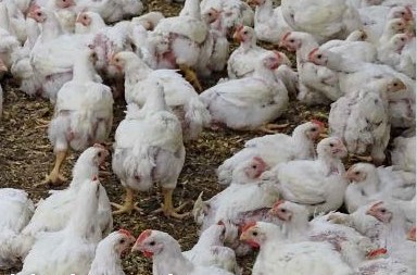 Oproep Landsbond aan braadkippensector heeft zijn doel niet gemist