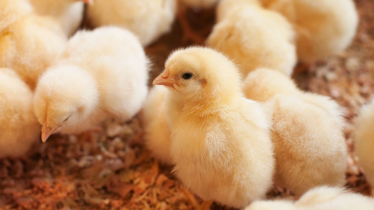 Opzet eendagskuikens braad met 25 % reduceren om neerwaartse spiraal te doorbreken