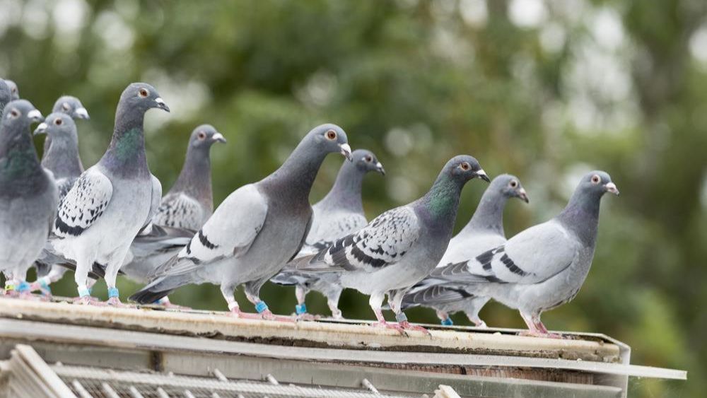 Paramyxovirose ontdekt bij duiven in Heist-op-den-Berg