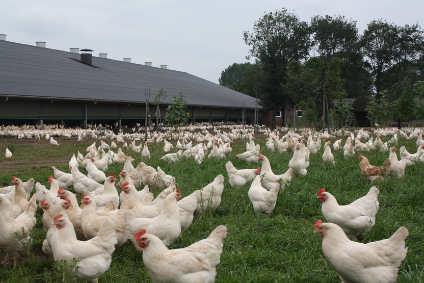 PCLT focust met nieuwe pluimveecursus op actieve pluimveehouders