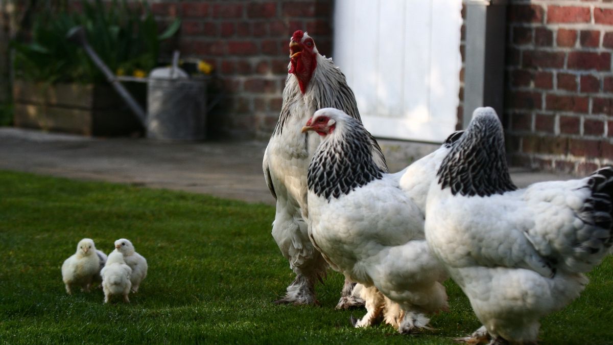 Pluimvee bij hobbyhouder in Diksmuide geëuthanaseerd na vogelgriepbesmetting