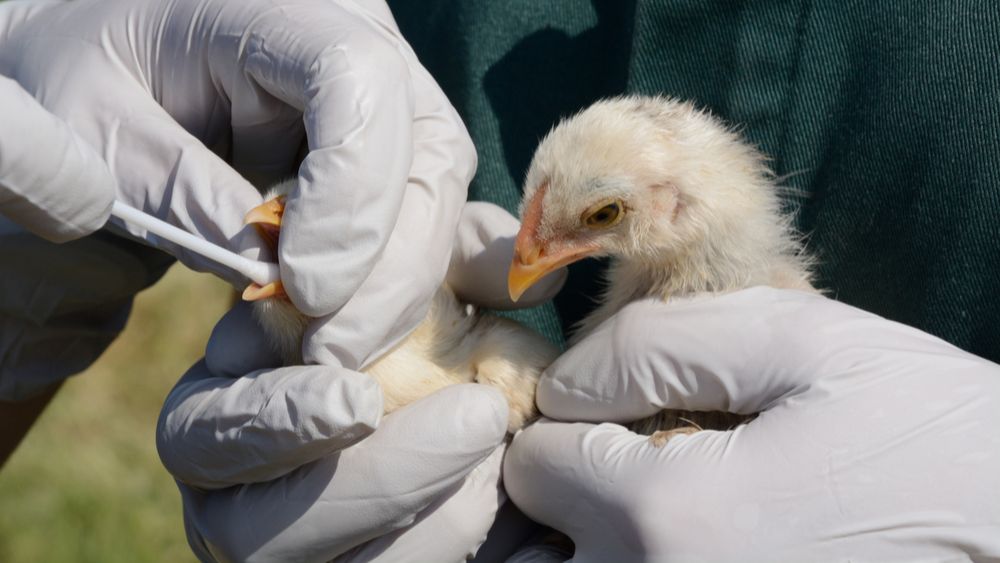 Pluimveebedrijven in 3 kilometerzone Weert negatief bevonden voor vogelgriep