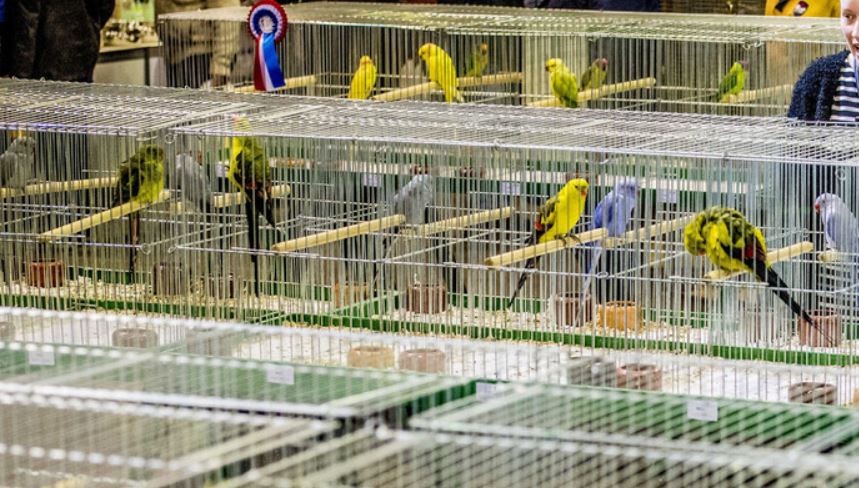 Pluimveebeurzen- en tentoonstellingen terwijl het HPAI-‘seizoen’ woedt