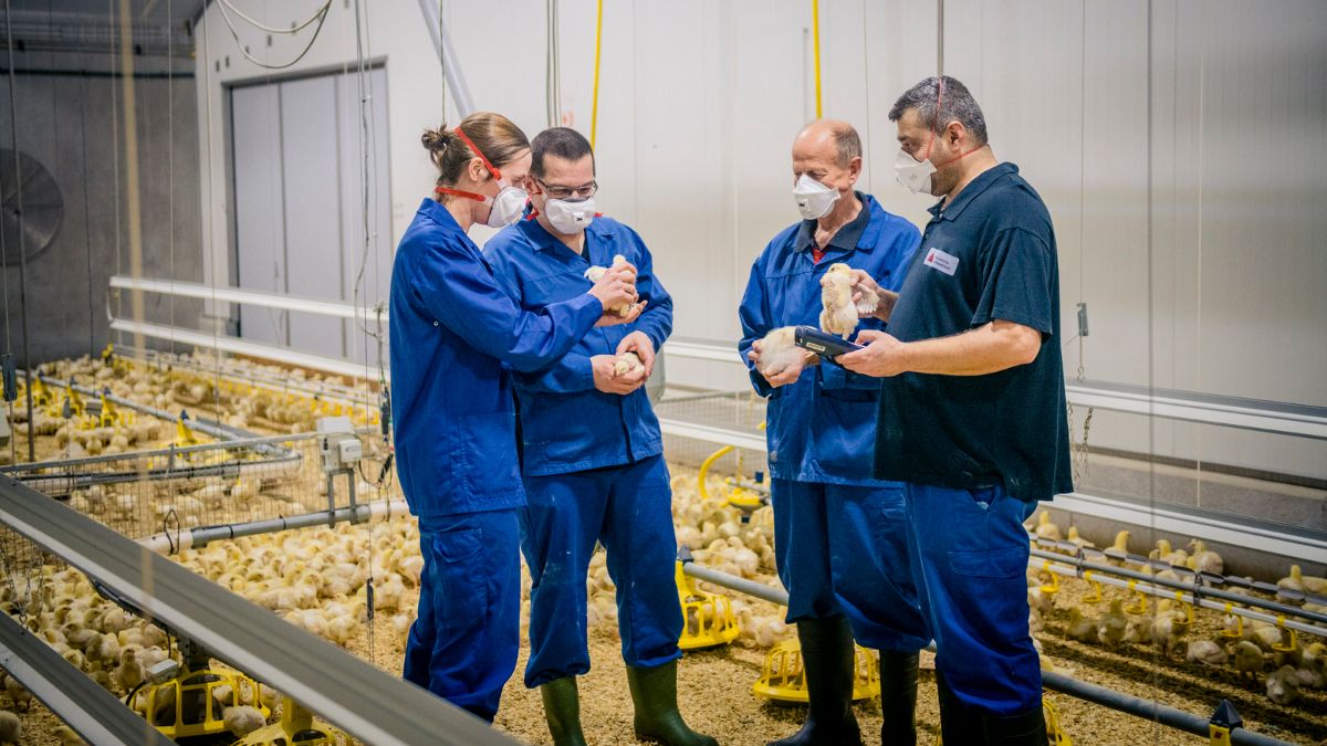 ‘Pluimveecursus voor actieve en startende pluimveehouders wekt interesse.’