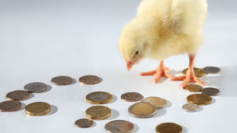 (+) Pluimveehouderij meest winstgevende sector tussen 2022 en 2024