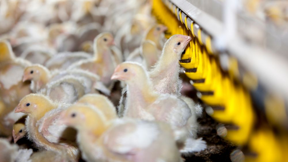 Pluimveesector schakelt versnelling hoger om antibioticareductiedoelstellingen te halen