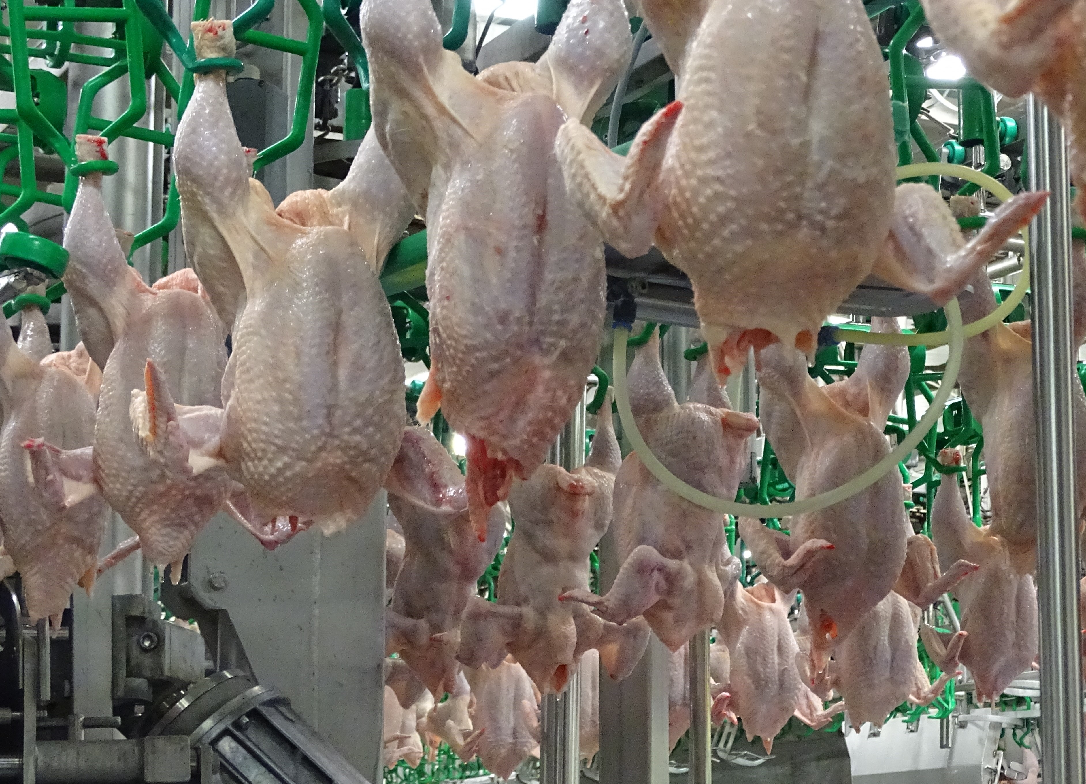 Pluimveeslachterij verliest tijdelijk zijn erkenning wegens mogelijke salmonellabesmetting