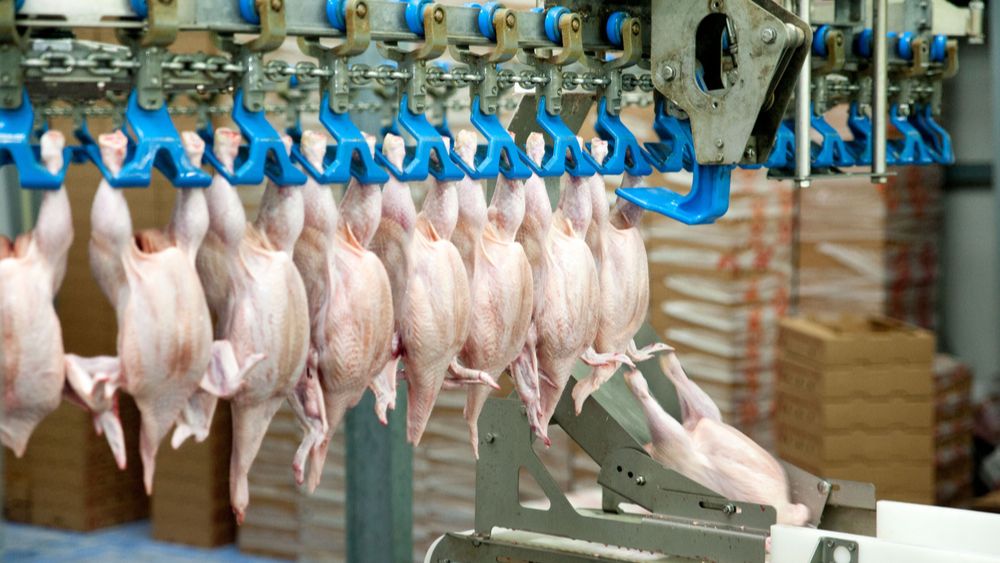 (+) Plukon breidt uit en neemt Spaanse pluimveegigant over