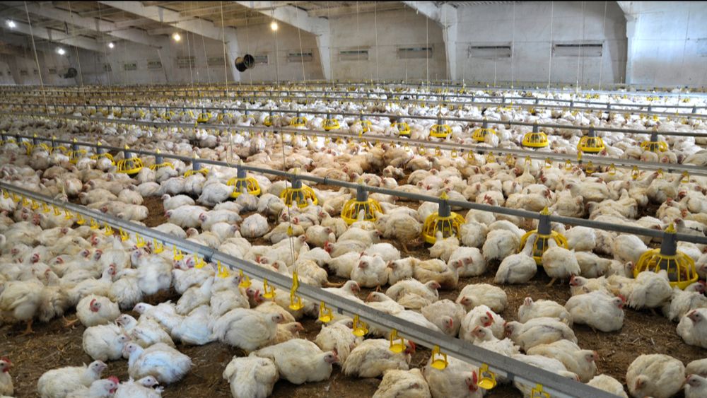 Polen verwacht stijging pluimveeproductie ondanks vogelgriepperikelen