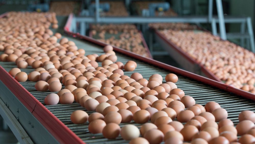(+) Poolse import en verminderde vraag vanuit de industrie wegen door op eiernotering