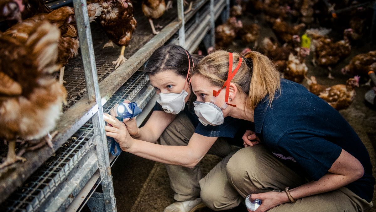 Proefbedrijf Pluimveehouderij zoekt leghennenhouders voor Interreg-project MiteControl