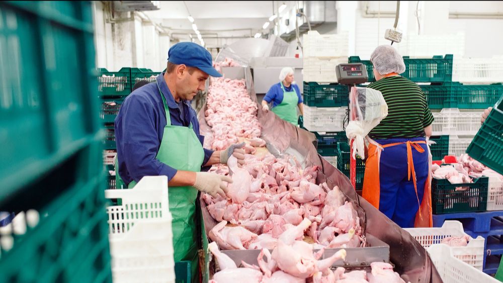(+) Rabobank: Pluimveemarkten kampen met groeipijnen ondanks sterke wereldwijde groei
