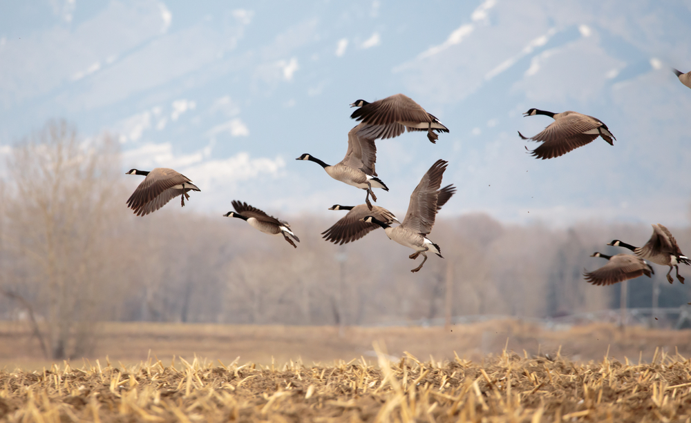 Risico van insleep van hoogpathogene vogelgriep van het type H5 door trekvogels hoger dan voorgaande jaren