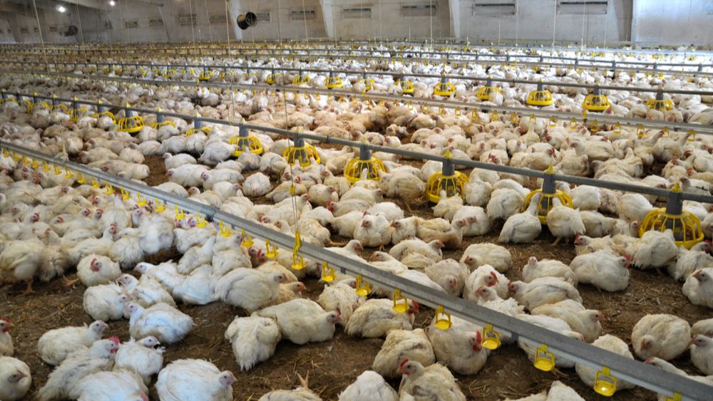 (+) Rush naar pluimveesector blijft aanhouden