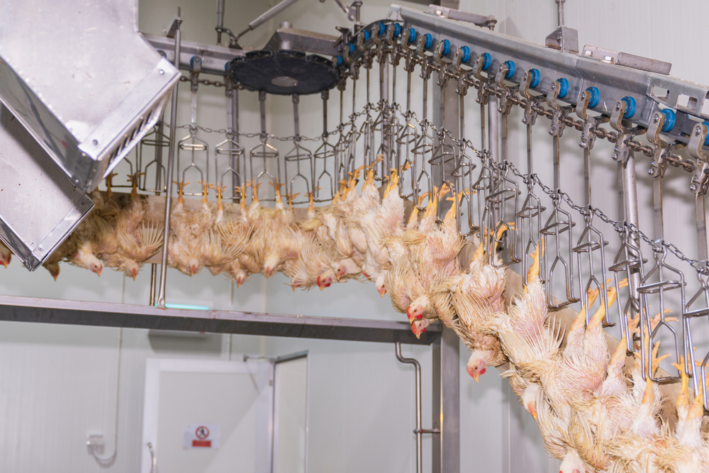 Sluiting kunstmestfabrieken zorgt voor pluimveevleestekorten in het VK