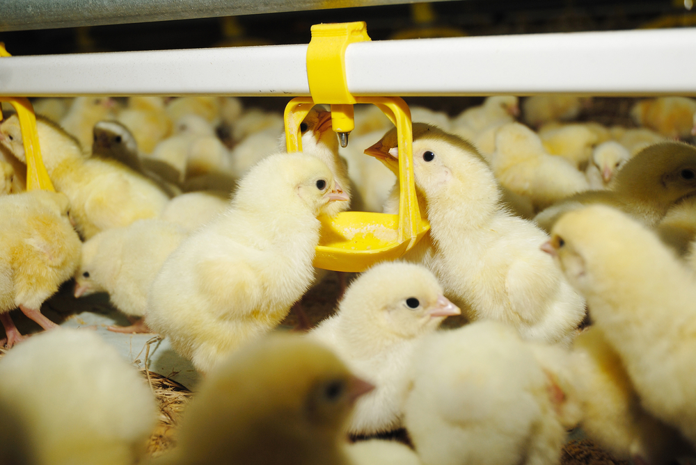 Sterke daling van het antibioticagebruik in de veehouderij, doch slechts 1 op 3 reductiedoestelling gehaald