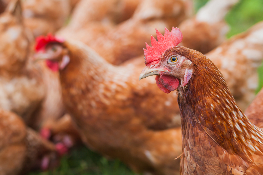 Tijdelijke waarborgleningen voor pluimveebedrijven getroffen door het vogelgriepvirus 