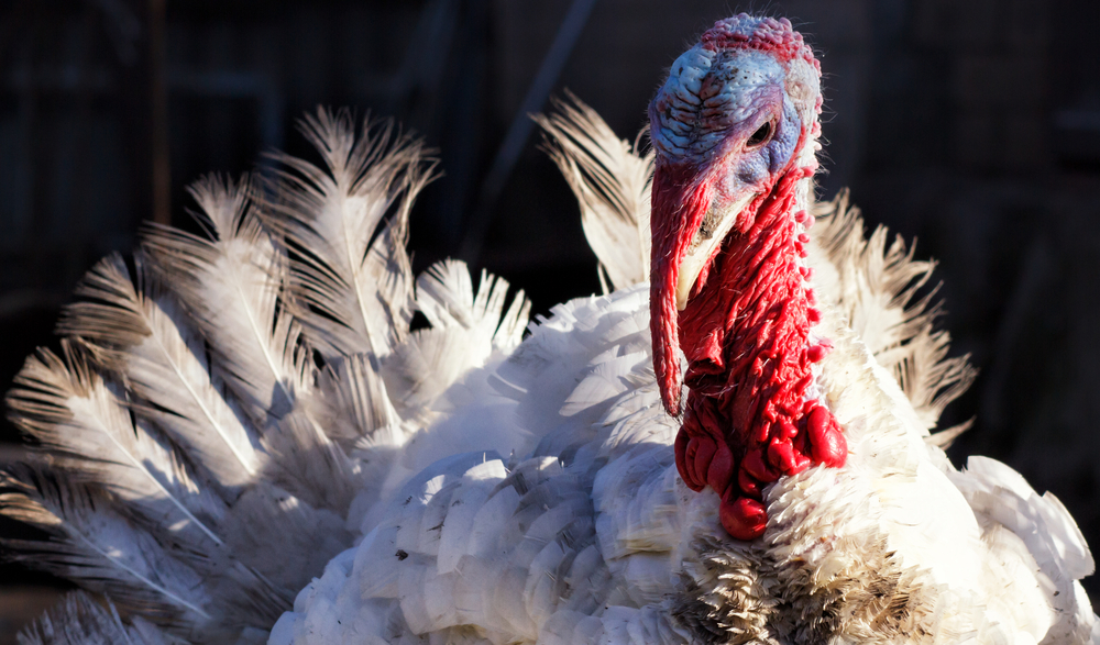 Tweede uitbraak van H5N8 vogelgriep in Duitsland op korte tijd