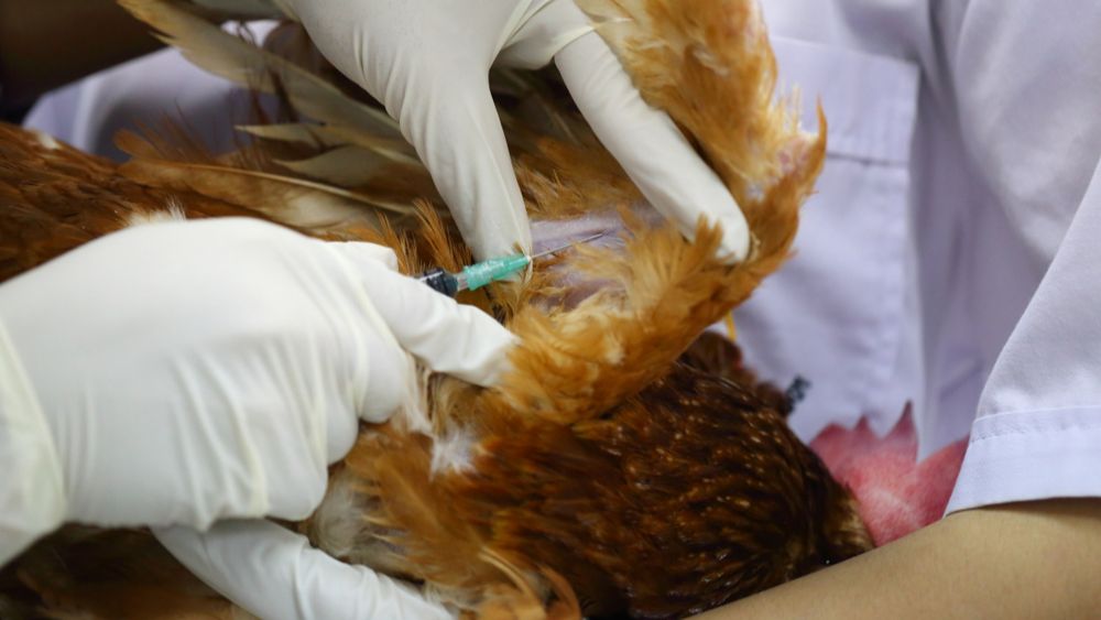 Vaccinatie tegen aviaire influenza niet langer onbespreekbaar