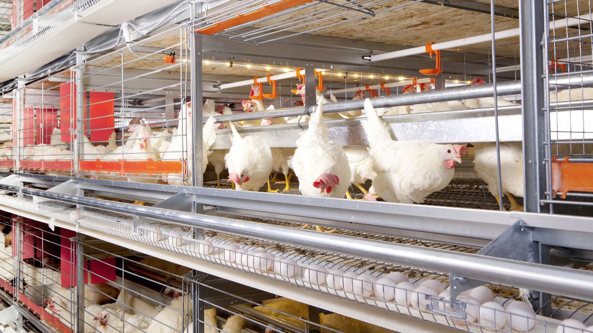 Verrijkte kooi vanaf 31-12-2020 niet langer toegestaan in Nederland