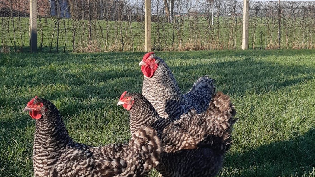 Verval ophokplicht bij particulieren vanaf 6 april is eerste gefaseerde versoepeling 