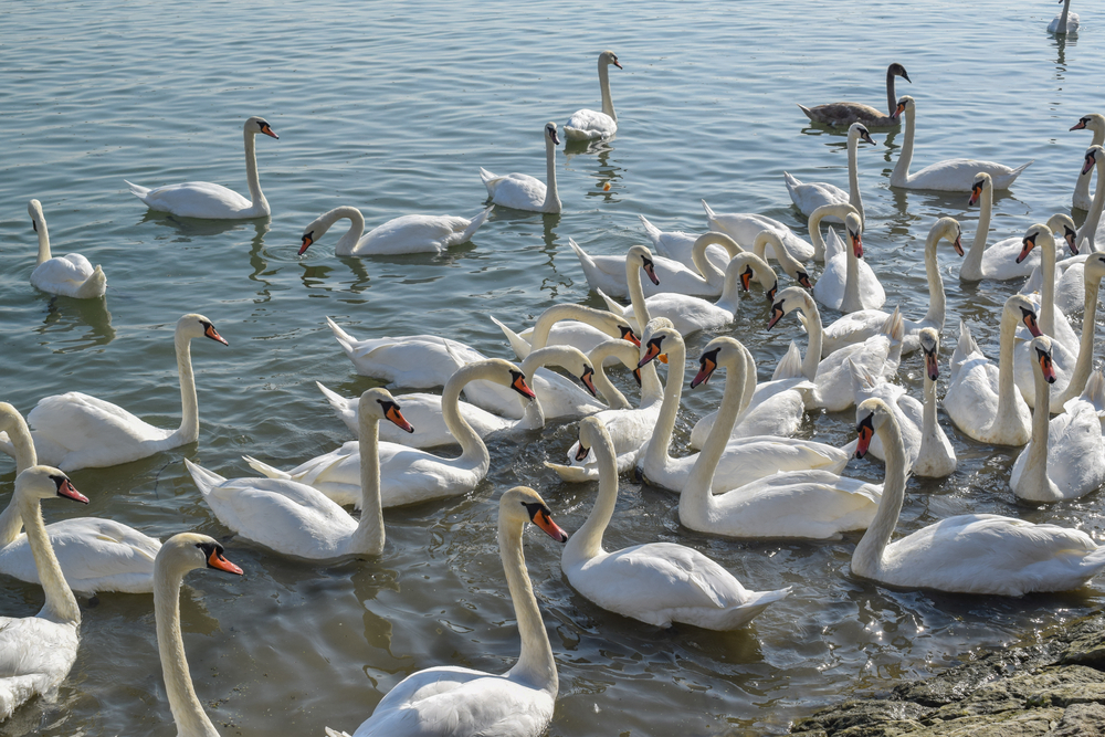 Vervoersverbod na nieuw geval van vogelgriep bij sierwatervogels in Nederland