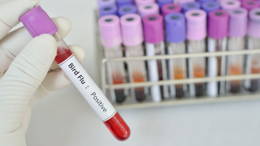 Vierde vogelgriephaard in Veurne vastgesteld