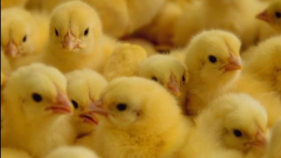 (+) Vleeskippenmarkt blijft voor 6de week op rij in balans