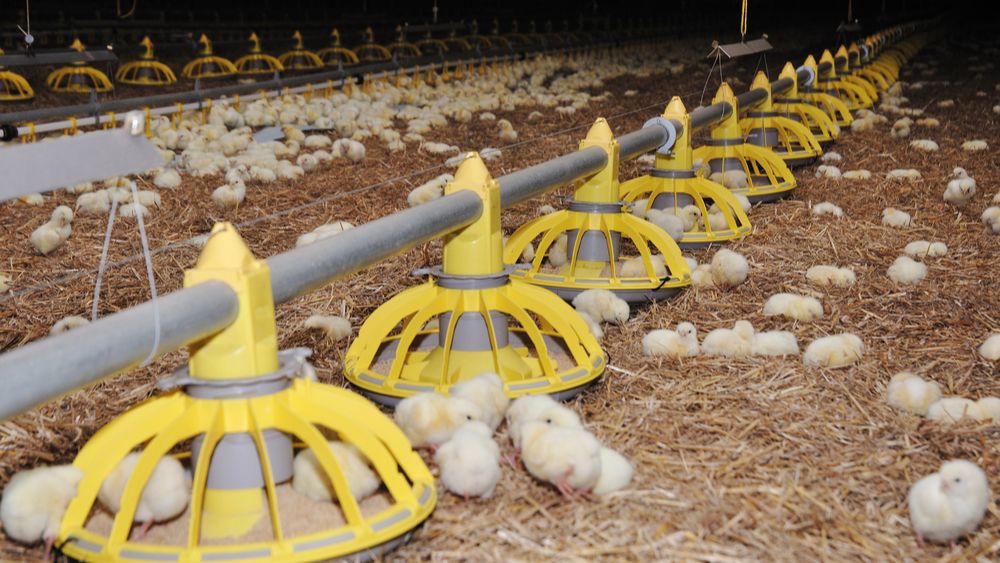 (+) Vleeskuikennotering breekt voor tweede week op rij record