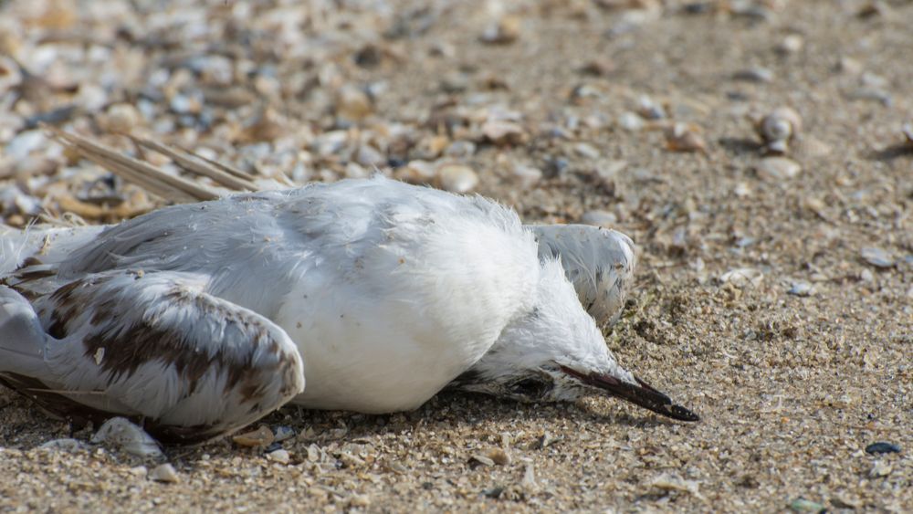 Vogelgriep aan de kust piekt: “2000 dode meeuwen op één dag”