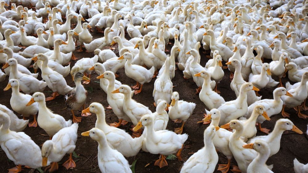 Vogelgriep bij gevaccineerd eendenbedrijf in Frankrijk