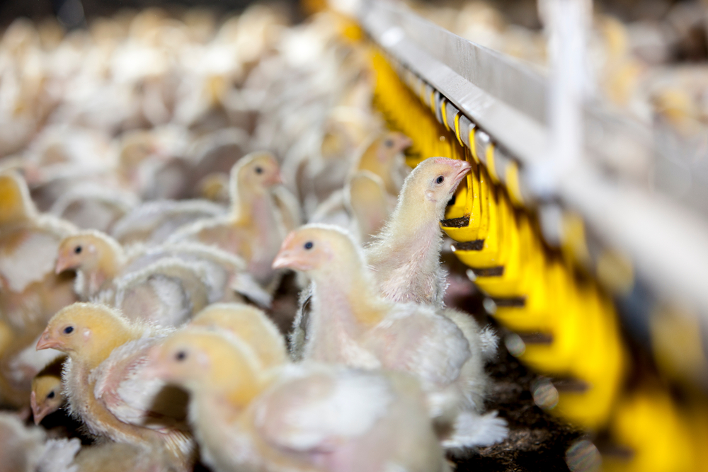Vogelgriep legt instroom Oekraïnse kip in EU droog