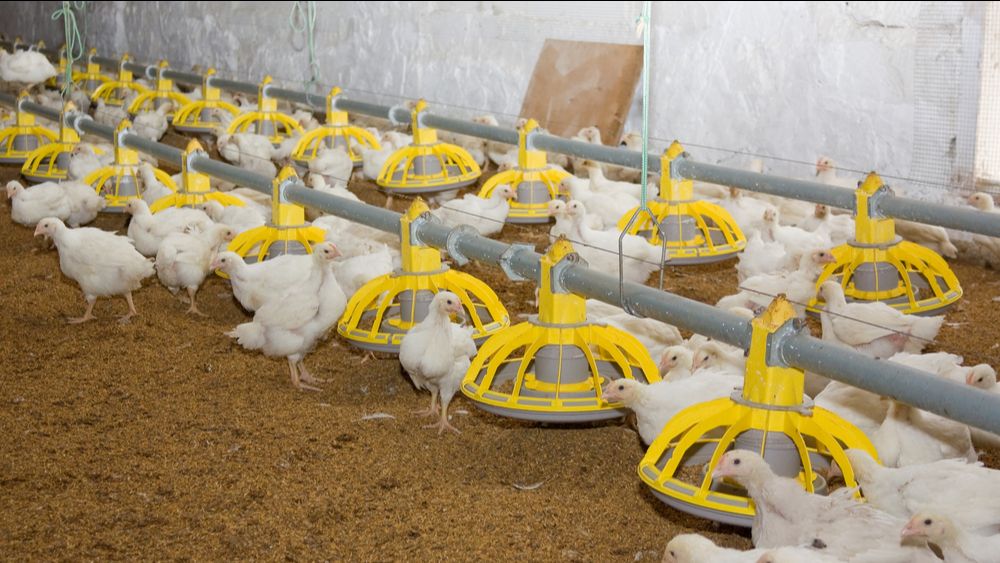 Vogelgriep vastgesteld bij pluimveebedrijf in Den Ham