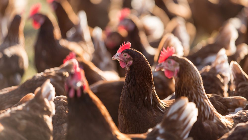Vogelgriep vastgesteld op legbedrijven in Voorthuizen en Lunteren