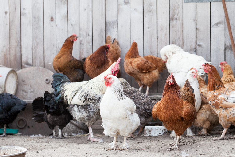 Vogelgriepdreiging blijft: HPAI H5N8 vastgesteld bij hobbyhouder nabij Leipzig