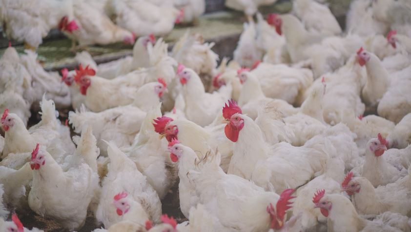 Vogelgriephaard vastgesteld op vermeerderingsbedrijf te Esen