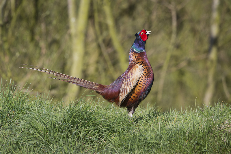 Vogelgriepuitbraak in het Henegouwse Zinnik