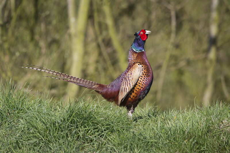 Vogelgriepuitbraak in het Henegouwse Zinnik