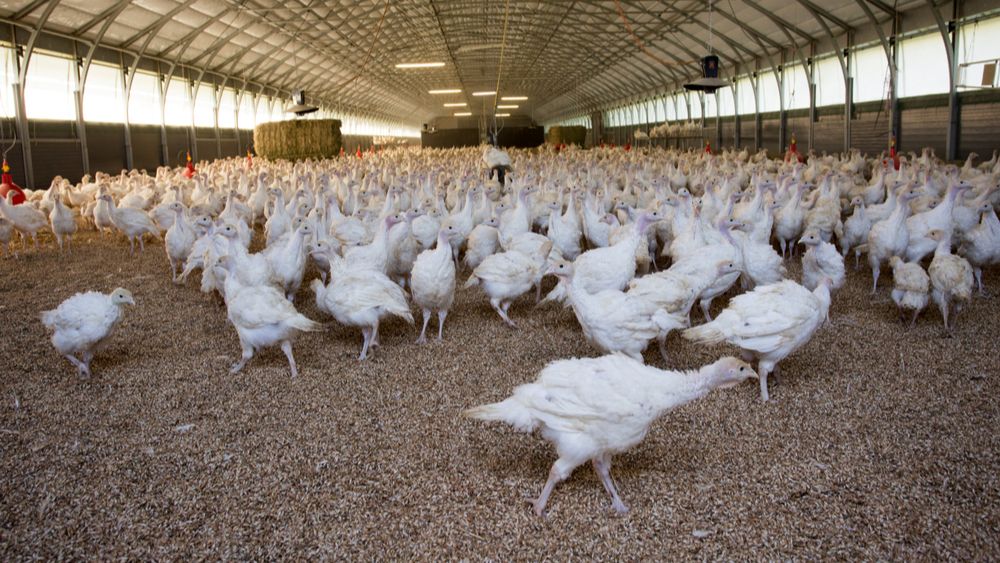 Vogelgriepuitbraak in Houthulst en verstrenging van de preventieve maatregelen