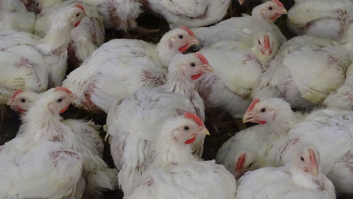 (+) Voorbije hittedagen doen vleeskuikenprijs hoger noteren