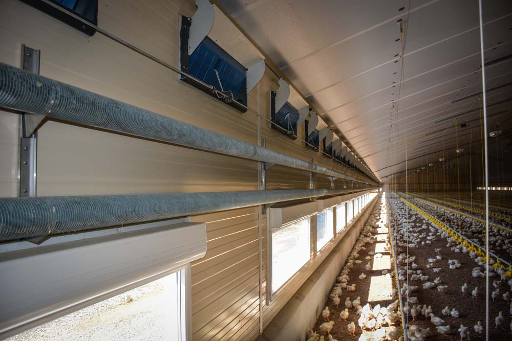 Warmwater buizenverwarming voor slachtkuikens eindelijk op AEA-lijst