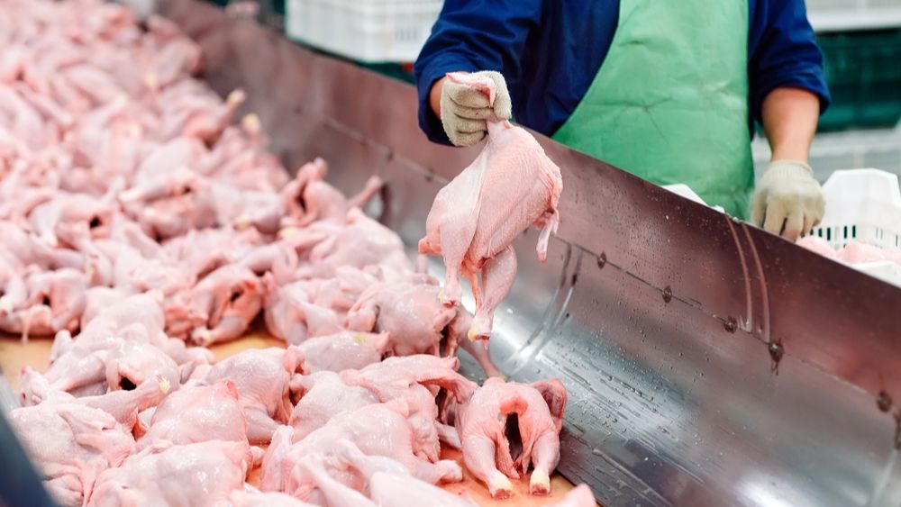 Wereldwijde vleesconsumptie zal in 2031 voor bijna de helft uit gevogelte bestaan
