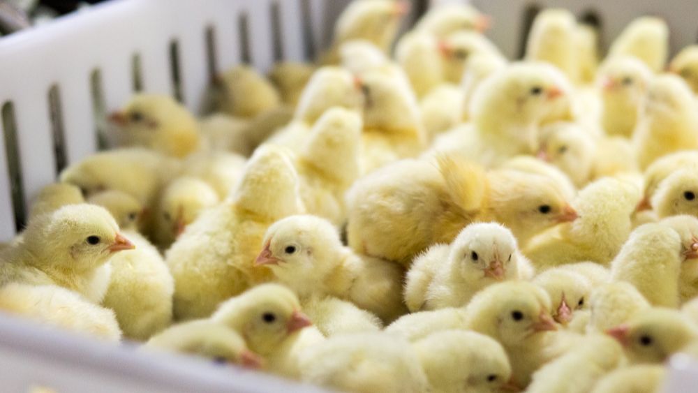 (+) West-Vlaamse vogelgrieptragedie houdt Deinzenotering overeind