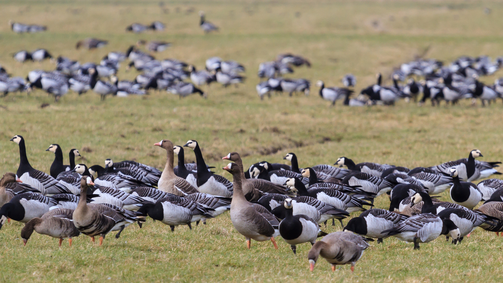 Wilde gans besmet met H5N8 in Oost-Duitsland