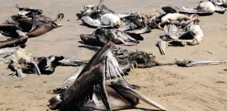 Zuid-Amerika ontsnapt de dans niet - Hoogpathoge vogelgriep teistert nu ook Zuid-Amerika