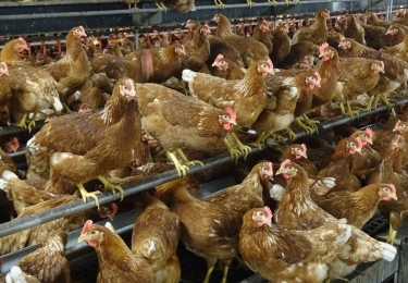 161.000 besmette opfokleghennen geruimd in Nederland