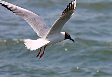 Aantal dode vogels in natuurreservaat in Lokeren loopt op tot over de 400